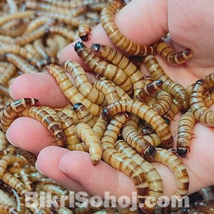 Live food Mealworm and Superworm